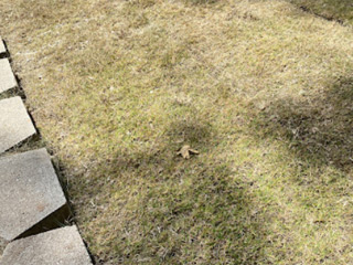 Lawn Care Tips, Columbus, GA