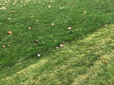 Lawn Care