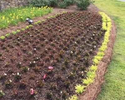 Weed Control & Fertilization, Columbus, GA
