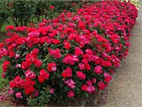 Landscape Design