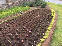 Fertilization & Weed Control