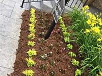 Residential Landscaping