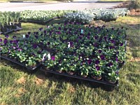 Commercial Landscaping