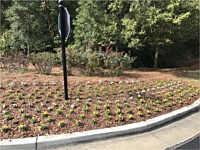 Landscape Design